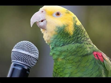 parrot talking video